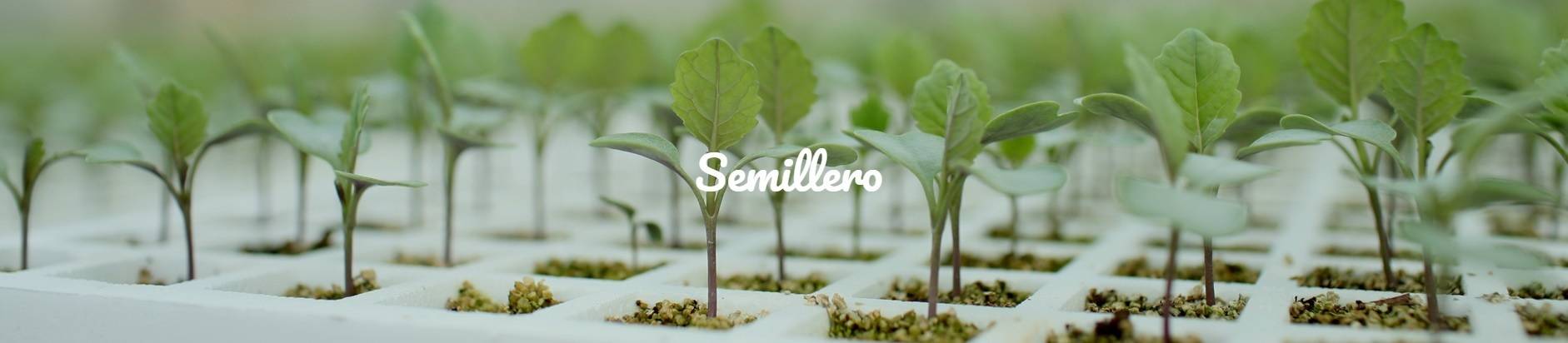 semillero benihort|Benihort-fiesta semillero